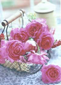 t[EuC_u[PEAWgbXEEFfBOEꑕ E~t[Et[fUC